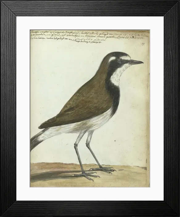 Framed Print : Songbird or Cape Nightingale, 1786. Creator: Jan Brandes Framed Print : Songbird or Cape Nightingale, 1786. Creator: Jan Brandes