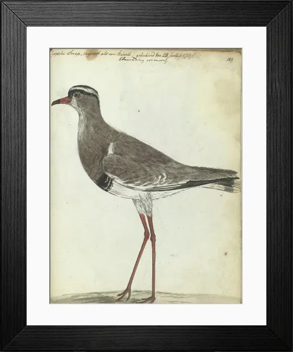 Framed Print : Cape Snipe, 1786. Creator: Jan Brandes Framed Print : Cape Snipe, 1786. Creator: Jan Brandes