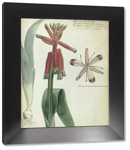 Cape flower, (Lachenalia pendula), 1786. Creator: Jan Brandes