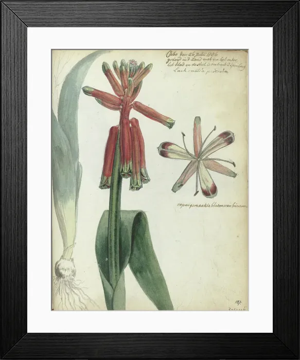 Framed Print : Cape flower, (Lachenalia pendula), 1786. Creator: Jan Brandes Framed Print : Cape flower, (Lachenalia pendula), 1786. Creator: Jan Brandes