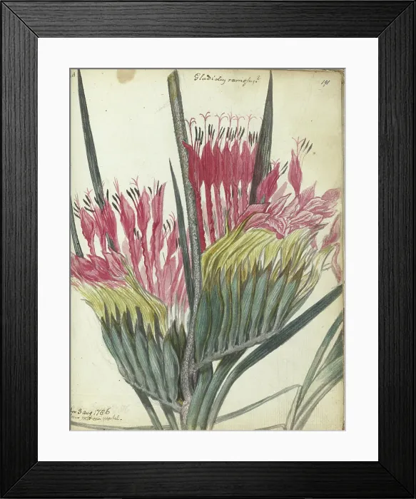 Framed Print : Cape flower, 1786. Creator: Jan Brandes Framed Print : Cape flower, 1786. Creator: Jan Brandes