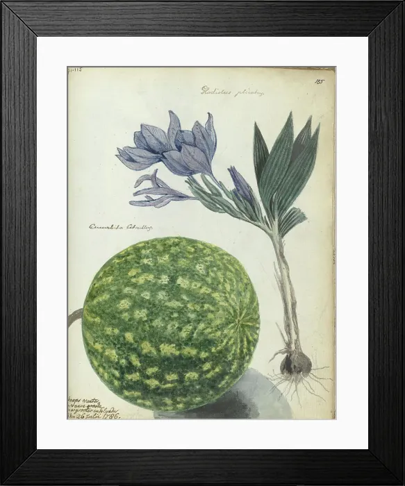 Framed Print : Cape watermelon and gladiolus, 1786. Creator: Jan Brandes Framed Print : Cape watermelon and gladiolus, 1786. Creator: Jan Brandes