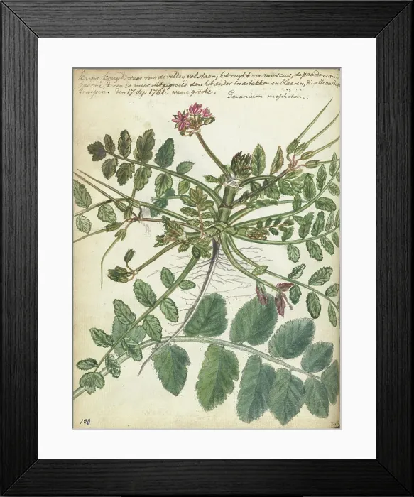Framed Print : Cape meadow herb, 1786. Creator: Jan Brandes Framed Print : Cape meadow herb, 1786. Creator: Jan Brandes