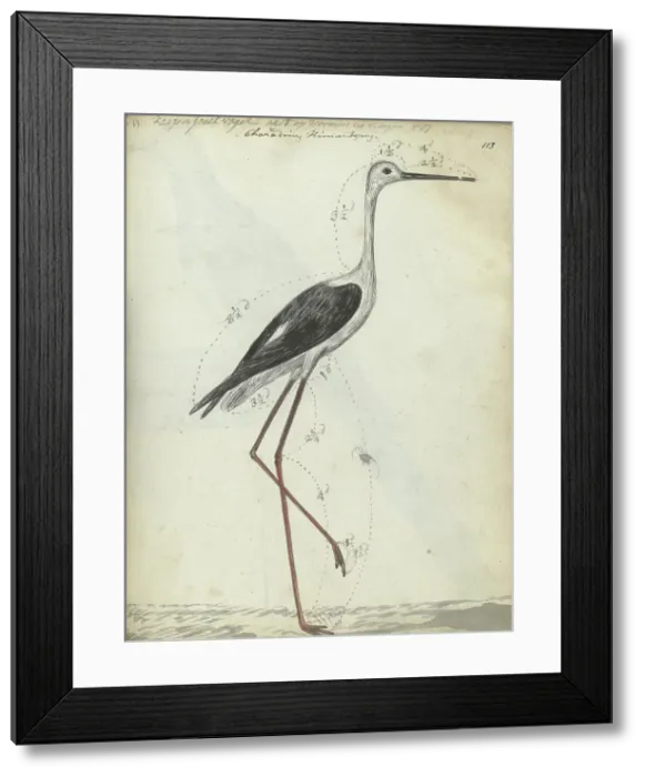 Framed Print : Cape wading bird, 1786-1787. Creator: Jan Brandes Framed Print : Cape wading bird, 1786-1787. Creator: Jan Brandes