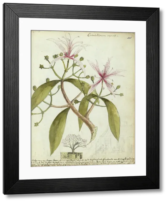 Framed Print : Cape chestnut, (Calodendrum capense), 1778. Creator: Jan Brandes Framed Print : Cape chestnut, (Calodendrum capense), 1778. Creator: Jan Brandes