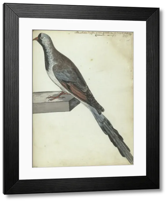 Framed Print : Cape pigeon, 1787. Creator: Jan Brandes Framed Print : Cape pigeon, 1787. Creator: Jan Brandes