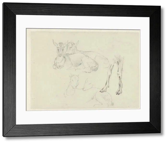 Framed Print : Studies of Goats, c.1809-c.1812. Creator: Josephus Augustus Knip Framed Print : Studies of Goats, c.1809-c.1812. Creator: Josephus Augustus Knip
