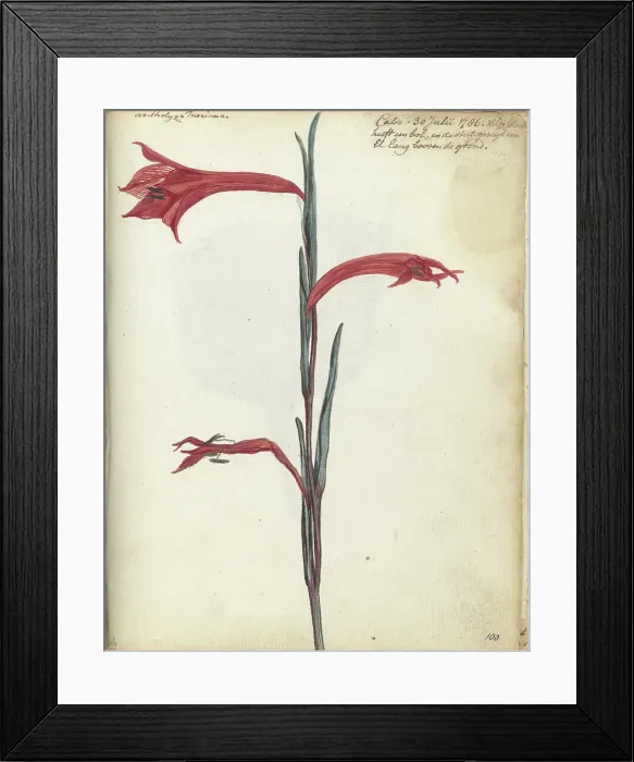 Framed Print : Cape flower, 1786. Creator: Jan Brandes Framed Print : Cape flower, 1786. Creator: Jan Brandes