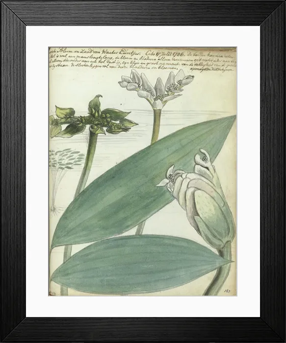 Framed Print : Cape flower, (Aponogeton distachium), 1786. Creator: Jan Brandes Framed Print : Cape flower, (Aponogeton distachium), 1786. Creator: Jan Brandes