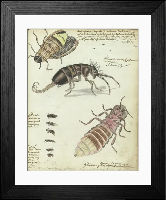 Framed Print : Javanese and Gelderland glowworms, 1770-1787. Creator: Jan Brandes Framed Print : Javanese and Gelderland glowworms, 1770-1787. Creator: Jan Brandes