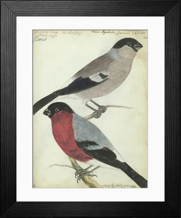 Framed Print : Finches, 1805. Creator: Jan Brandes Framed Print : Finches, 1805. Creator: Jan Brandes