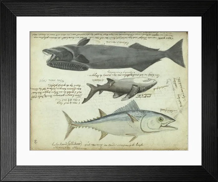 Framed Print : Tuna (Thunnus thynnus), shark (Carcharodon carcharias) and remora (Echeneidae), 1788. Creator: Jan Brandes Framed Print : Tuna (Thunnus thynnus), shark (Carcharodon carcharias) and remora (Echeneidae), 1788. Creator: Jan Brandes