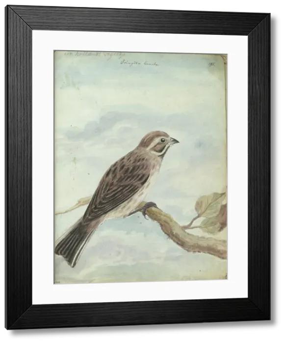 Framed Print : Dutch bird, (Fringilla), 1770-1787. Creator: Jan Brandes Framed Print : Dutch bird, (Fringilla), 1770-1787. Creator: Jan Brandes