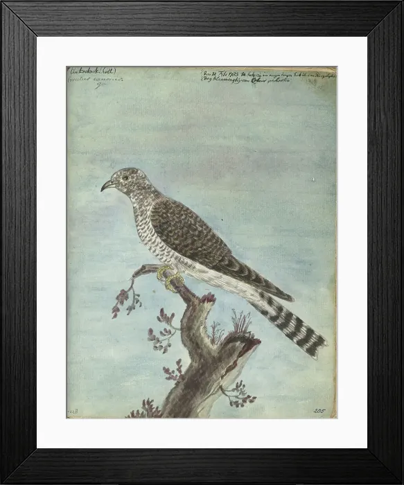 Framed Print : Dutch cuckoo, 1770-1787. Creator: Jan Brandes Framed Print : Dutch cuckoo, 1770-1787. Creator: Jan Brandes