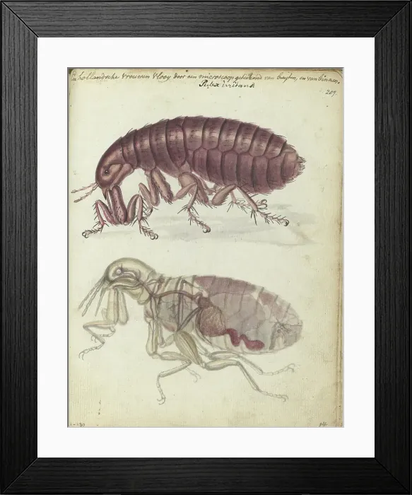 Framed Print : Human flea, (Pulex irritans), 1770-1787. Creator: Jan Brandes Framed Print : Human flea, (Pulex irritans), 1770-1787. Creator: Jan Brandes