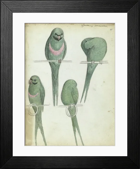 Framed Print : Lovebirds, 1785-1786. Creator: Jan Brandes Framed Print : Lovebirds, 1785-1786. Creator: Jan Brandes