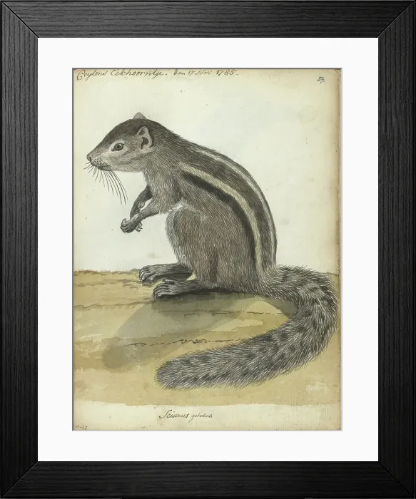 Framed Print : Ceylon squirrel, (Atlantoxerus getulus), 1785. Creator: Jan Brandes Framed Print : Ceylon squirrel, (Atlantoxerus getulus), 1785. Creator: Jan Brandes