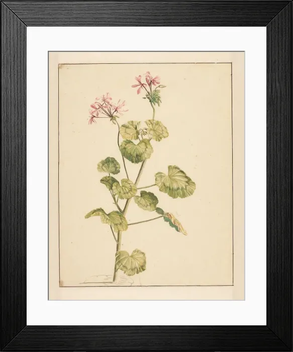 Framed Print : Geranium, 1668-1729. Creator: Vincent Laurentz van der Vinne I Framed Print : Geranium, 1668-1729. Creator: Vincent Laurentz van der Vinne I