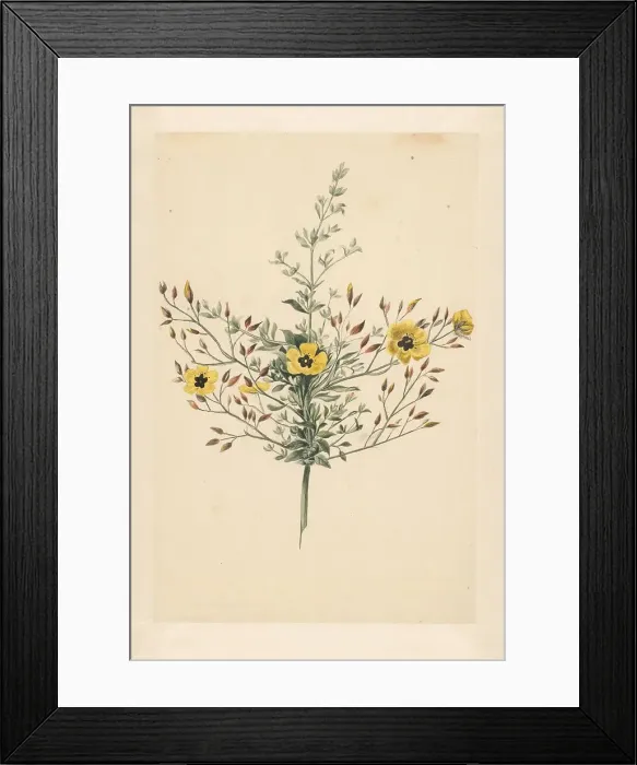 Framed Print : Sky rose, 1668-1729. Creator: Vincent Laurentz van der Vinne I Framed Print : Sky rose, 1668-1729. Creator: Vincent Laurentz van der Vinne I
