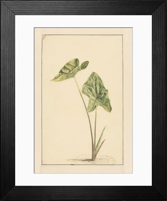 Framed Print : Spotted arum, 1668-1729. Creator: Vincent Laurentz van der Vinne I Framed Print : Spotted arum, 1668-1729. Creator: Vincent Laurentz van der Vinne I