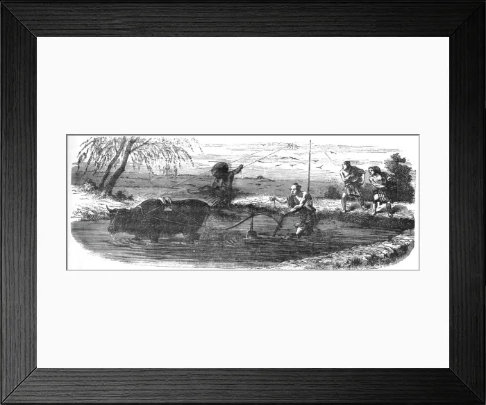 Framed Print : Rice cultivation; A European Sojourn in Japan, 1875. Creator: Unknown Framed Print : Rice cultivation; A European Sojourn in Japan, 1875. Creator: Unknown