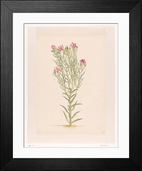 Framed Print : Plant with pink flowers, 1668-1729. Creator: Vincent Laurentz van der Vinne I Framed Print : Plant with pink flowers, 1668-1729. Creator: Vincent Laurentz van der Vinne I