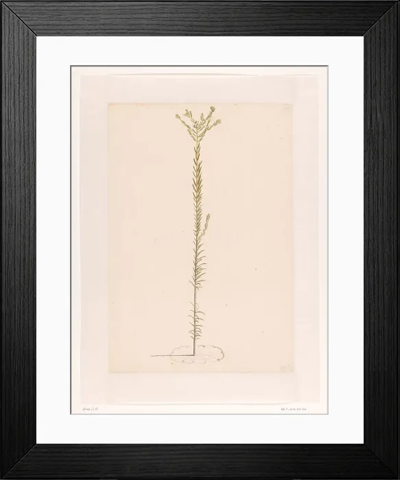 Framed Print : Ericaceae, 1668-1729. Creator: Vincent Laurentz van der Vinne I Framed Print : Ericaceae, 1668-1729. Creator: Vincent Laurentz van der Vinne I