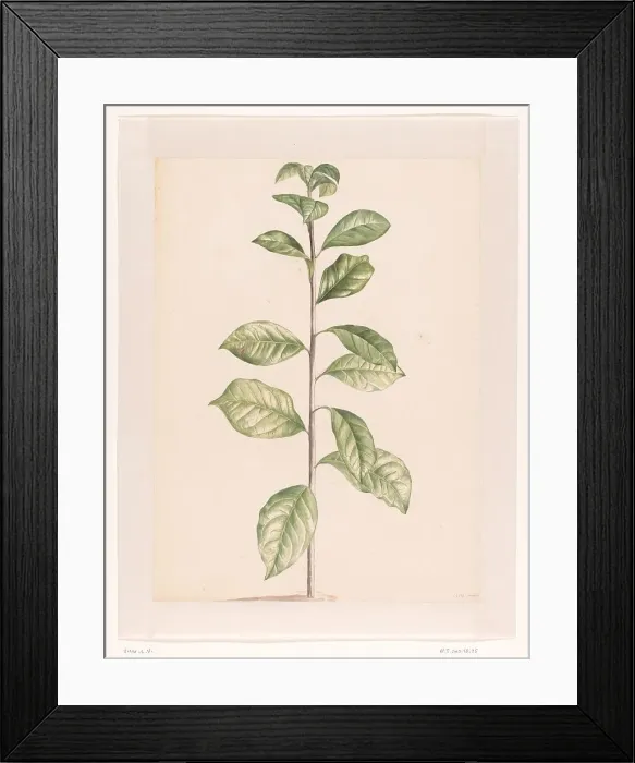 Framed Print : Arab coffee plant, 1668-1729. Creator: Vincent Laurentz van der Vinne I Framed Print : Arab coffee plant, 1668-1729. Creator: Vincent Laurentz van der Vinne I