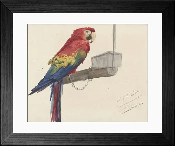 Framed Print : Parrot, 1879. Creator: Louis Charles Bombled Framed Print : Parrot, 1879. Creator: Louis Charles Bombled