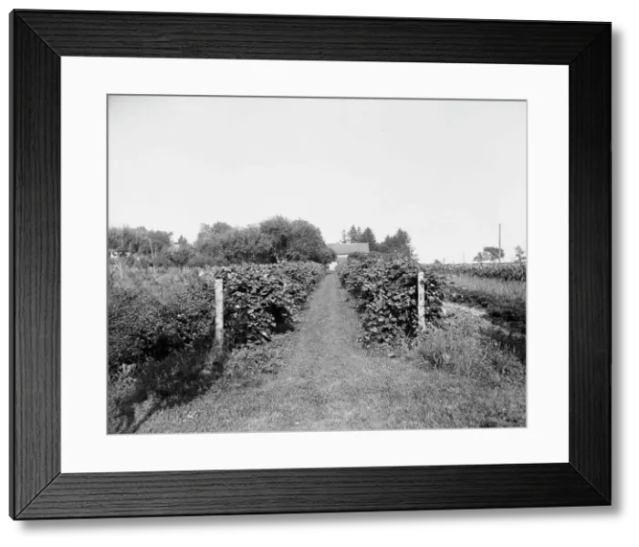 Framed Print : Grape vines at Rio Vista, Grosse Ile, Mich. between 1900 and 1910. Creator: William H. Jackson Framed Print : Grape vines at Rio Vista, Grosse Ile, Mich. between 1900 and 1910. Creator: William H. Jackson