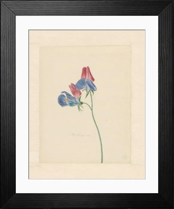 Framed Print : Sweet peas, 1714-1760. Creator: Michiel van Huysum Framed Print : Sweet peas, 1714-1760. Creator: Michiel van Huysum