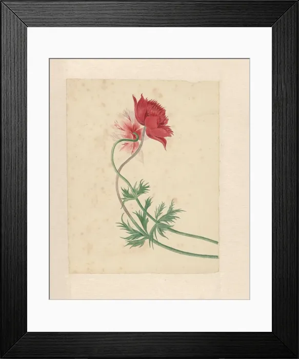 Framed Print : Two flowers, 1714-1760. Creator: Michiel van Huysum Framed Print : Two flowers, 1714-1760. Creator: Michiel van Huysum