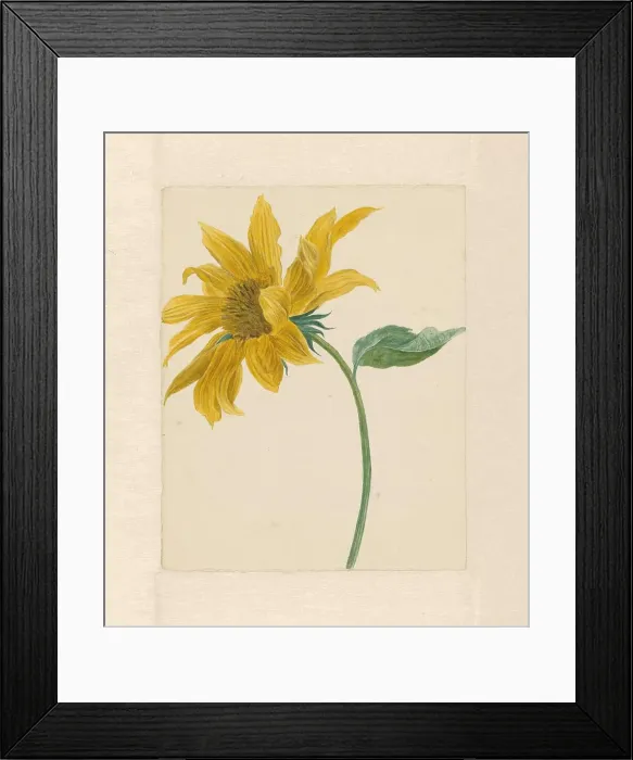 Framed Print : Sunflower, 1714-1760. Creator: Michiel van Huysum Framed Print : Sunflower, 1714-1760. Creator: Michiel van Huysum