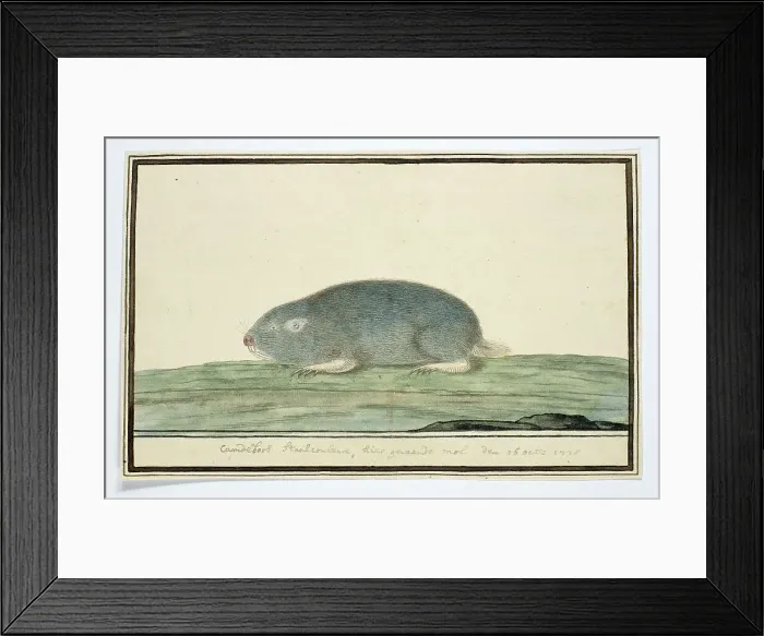 Framed Print : Cryptomys hottentotus (Common mole-rat), 1778. Creator: Robert Jacob Gordon Framed Print : Cryptomys hottentotus (Common mole-rat), 1778. Creator: Robert Jacob Gordon