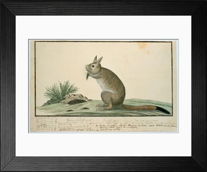 Framed Print : Pedetes cafer (South African springhare), 1778. Creator: Robert Jacob Gordon Framed Print : Pedetes cafer (South African springhare), 1778. Creator: Robert Jacob Gordon
