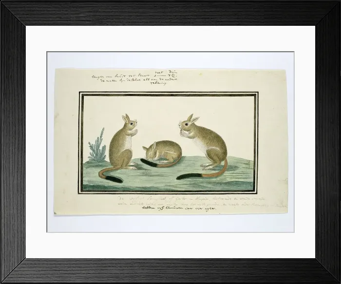 Framed Print : Pedetes cafer (South African springhare), 1778-1779. Creator: Robert Jacob Gordon Framed Print : Pedetes cafer (South African springhare), 1778-1779. Creator: Robert Jacob Gordon