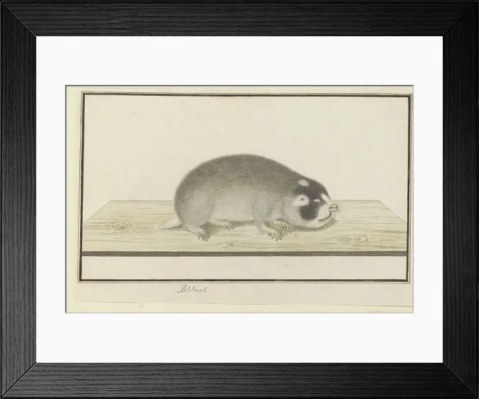 Framed Print : Georychus capensis (Cape mole-rat), 1777-1780. Creator: Robert Jacob Gordon Framed Print : Georychus capensis (Cape mole-rat), 1777-1780. Creator: Robert Jacob Gordon