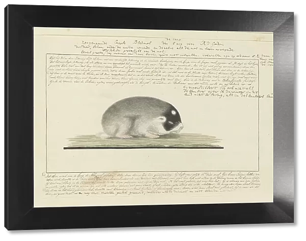 Georychus capensis (Cape mole-rat), 1777. Creator: Robert Jacob Gordon