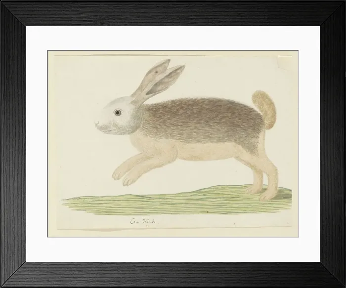 Framed Print : Pronolagus sp. (Karoo hare), 1777-1786. Creator: Robert Jacob Gordon