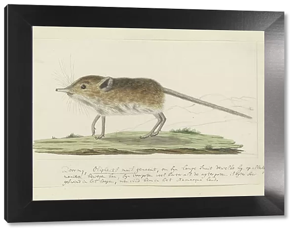 Macroscelides proboscideus (Round-eared elephant shrew), 1779-1780. Creator: Robert Jacob Gordon