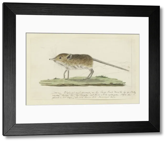 Framed Print : Macroscelides proboscideus (Round-eared elephant shrew), 1779-1780. Creator: Robert Jacob Gordon Framed Print : Macroscelides proboscideus (Round-eared elephant shrew), 1779-1780. Creator: Robert Jacob Gordon
