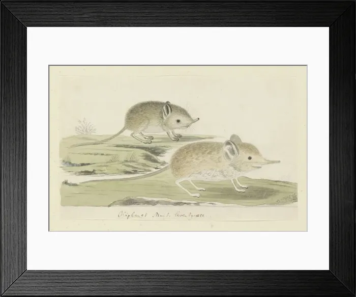 Framed Print : Macroscelides proboscideus (Round-eared elephant shrew), 1779-1780. Creator: Robert Jacob Gordon Framed Print : Macroscelides proboscideus (Round-eared elephant shrew), 1779-1780. Creator: Robert Jacob Gordon