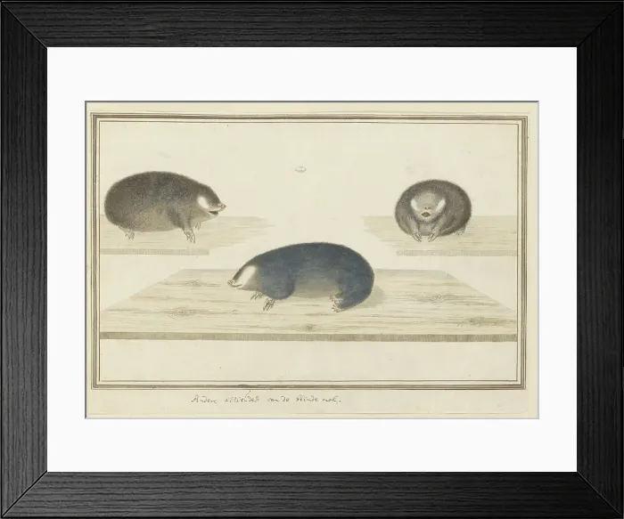 Framed Print : Chrysochloris asiatica (Cape golden mole), c.1777. Creator: Robert Jacob Gordon Framed Print : Chrysochloris asiatica (Cape golden mole), c.1777. Creator: Robert Jacob Gordon