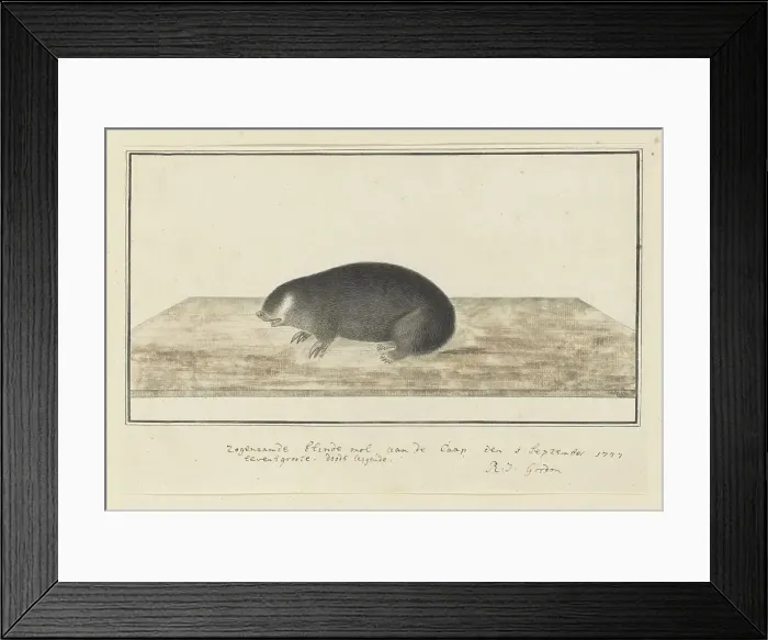 Framed Print : Chrysochloris asiatica (Cape golden mole), 1777. Creator: Robert Jacob Gordon Framed Print : Chrysochloris asiatica (Cape golden mole), 1777. Creator: Robert Jacob Gordon