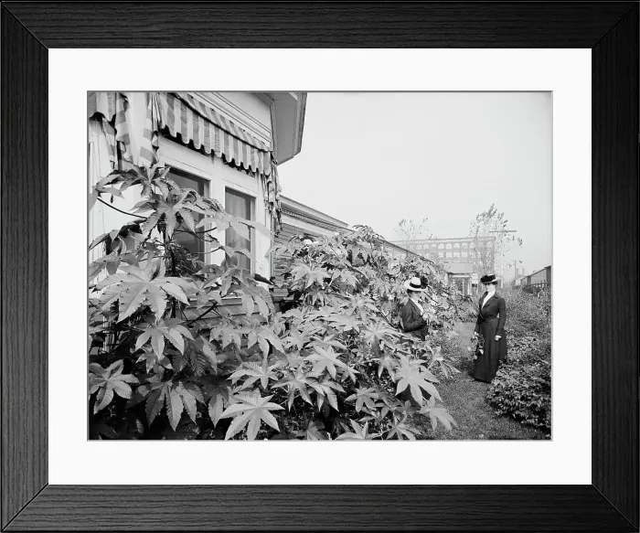 Framed Print : Foliage and east window of officers club, National Cash Register [Company], Dayton, Ohio, (1902?). Creator: William H. Jackson