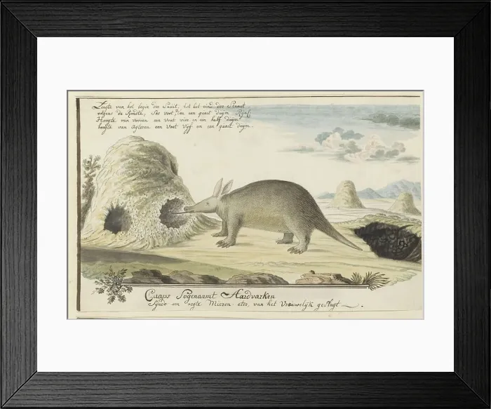 Framed Print : Orycteropus afer (Aardvark), 1777-1786. Creator: Robert Jacob Gordon Framed Print : Orycteropus afer (Aardvark), 1777-1786. Creator: Robert Jacob Gordon