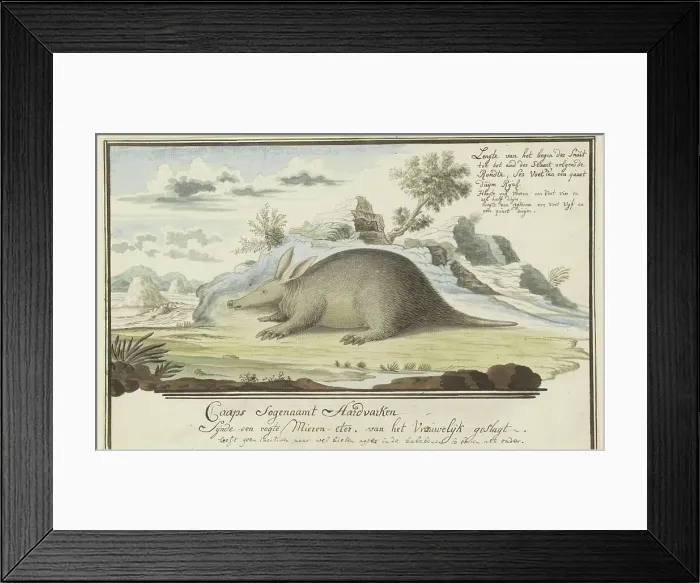 Framed Print : Orycteropus afer (Aardvark), 1777-1786. Creator: Robert Jacob Gordon Framed Print : Orycteropus afer (Aardvark), 1777-1786. Creator: Robert Jacob Gordon