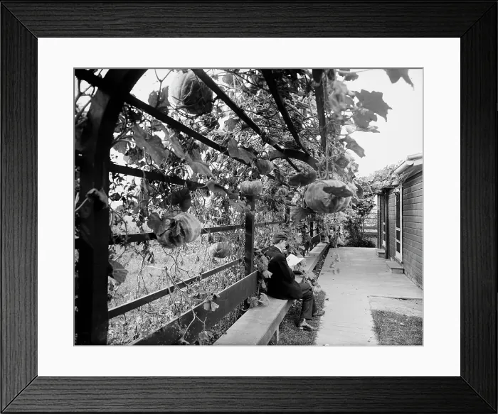 Framed Print : Vines in the rear of officers club, National Cash Register [Company], Dayton, Ohio, (1902?). Creator: William H. Jackson