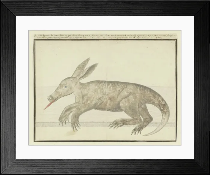 Framed Print : Orycteropus afer (Aardvark), 1777-1786. Creator: Robert Jacob Gordon Framed Print : Orycteropus afer (Aardvark), 1777-1786. Creator: Robert Jacob Gordon