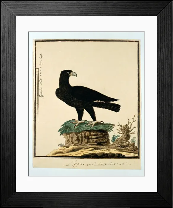 Framed Print : Aquila verreauxii (Verreaux's eagle), 1777-1786. Creator: Robert Jacob Gordon